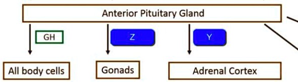 SOLVED Which Of The Following Hormones Is Represented By Y In This