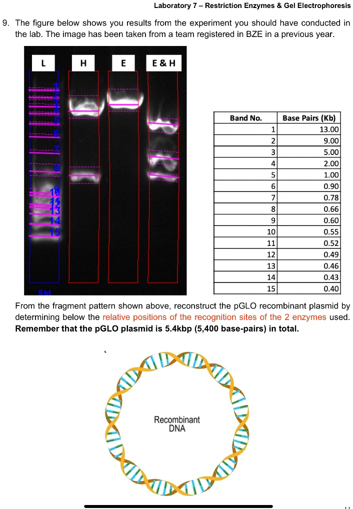 Solved Laboratory Restriction Enzymes Gel Electrophoresis The Figure