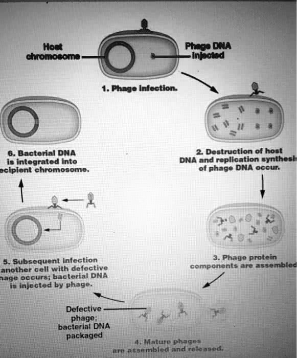 Solved How Do You Call The Process Shown In The Figure Below A