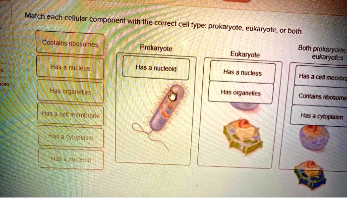 SOLVED Match Each Cellular Component With The Correct Cell Type