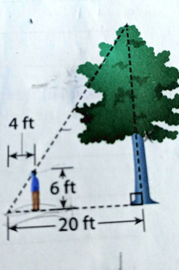 A Foot Tree Casts A Shadow Feet The Sine Of The Angle Off