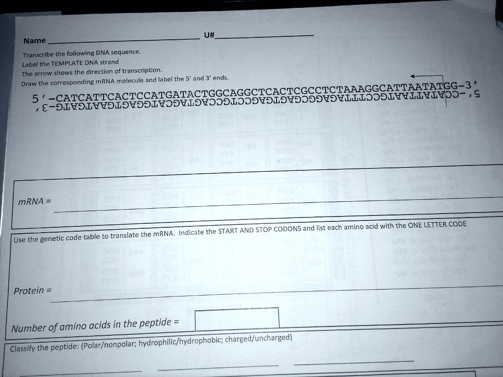 SOLVED Name U Transcribe The Following DNA Sequence Label The