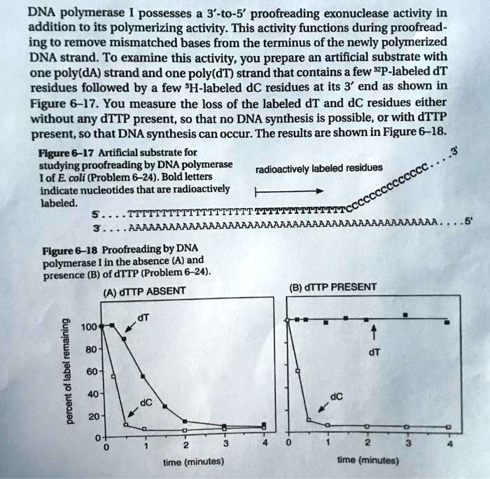 Solved Dna Polymerase Possesses A To Proofreading Exonuclease