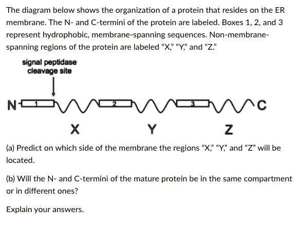 Solved The Diagram Below Shows The Organization Of Protein That