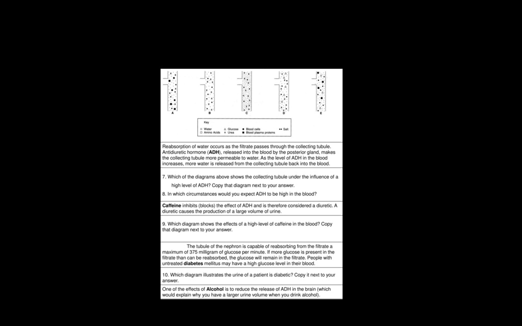 Solved Reabsorption Of Water Occurs As The Filtrate Passes Through The