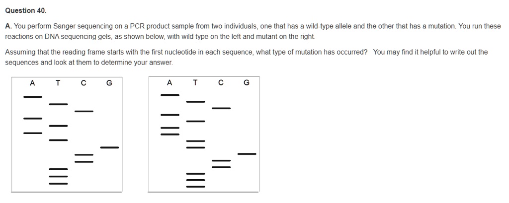 SOLVED Question 40 A You Perform Sanger Sequencing On A PCR Product