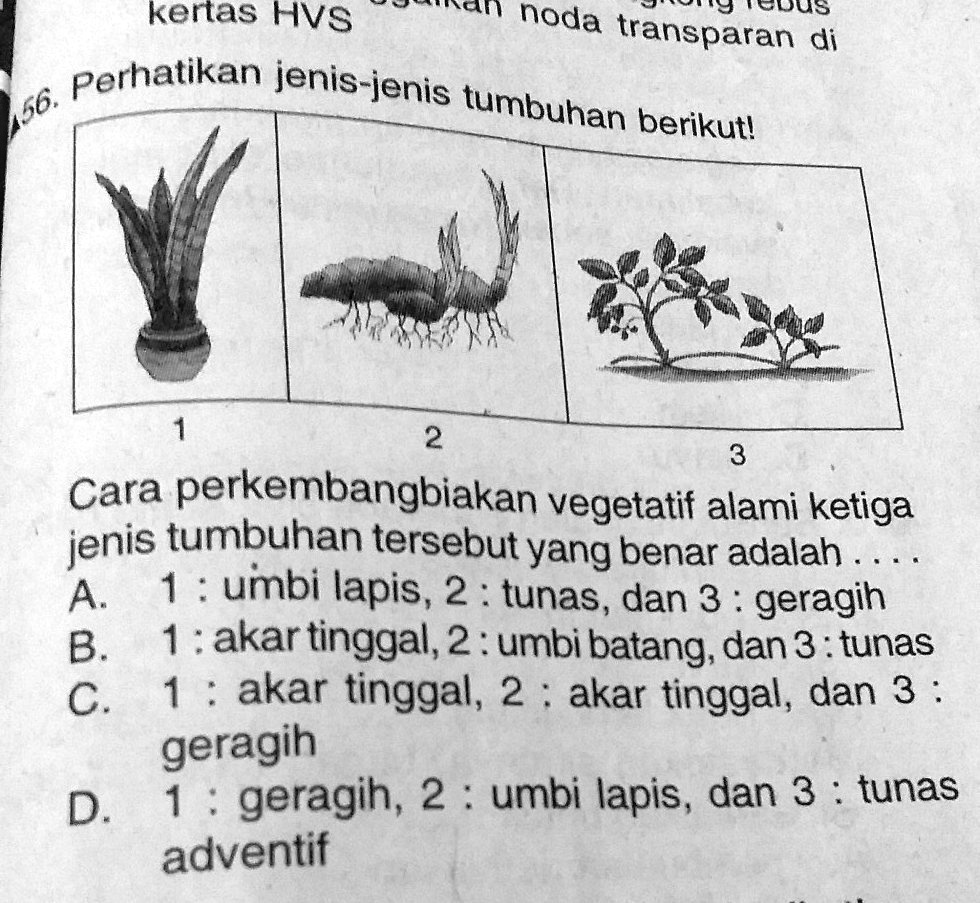 Solved Tolong Y Jawabb Cara Perkembangbiakan Vegetatif Keras Hvs Ran