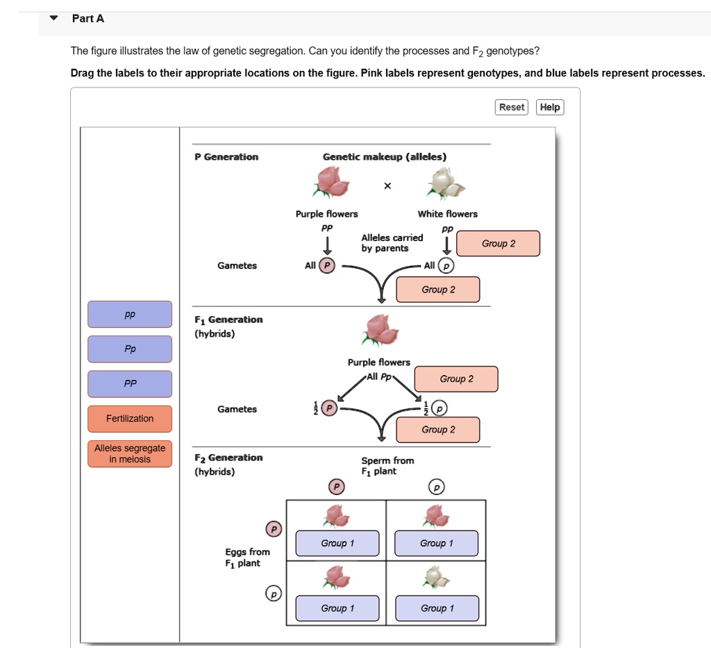 Part A The Figure Illustrates The Law Of Genetic Segregation Can You