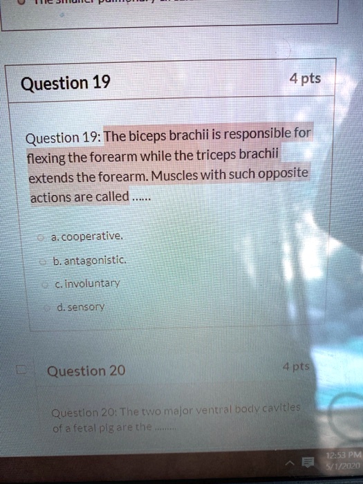 SOLVED Question 19 4 Pts Question 19 The Biceps Brachii Is