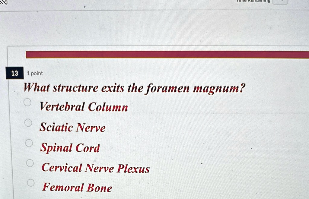 SOLVED 13 What Structure Exits The Foramen Magnum Vertebral Column