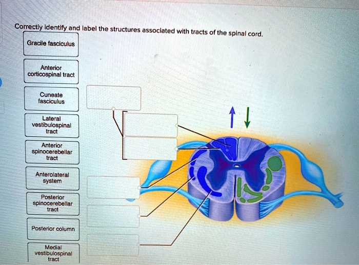 SOLVED Correctly Identify And Label The Structures Associated With