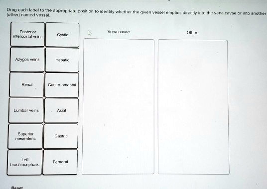 SOLVED Drag Each Label To The Appropriate Position To Identify Whether