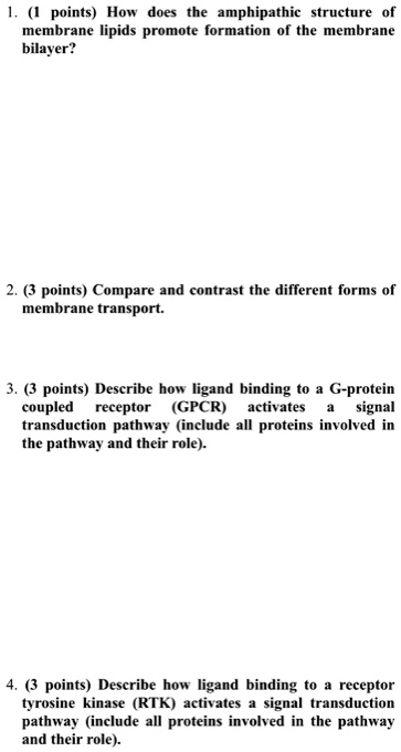 SOLVED 1 Points How Does The Amphipathic Structure Membrane Lipids