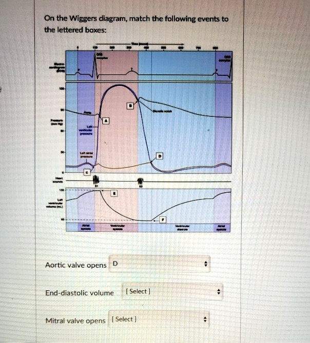 Solved On The Wiggers Diagram Match The Following Events To The