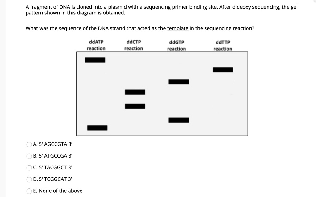 Solved A Fragment Of Dna Is Cloned Into A Plasmid With A Sequencing