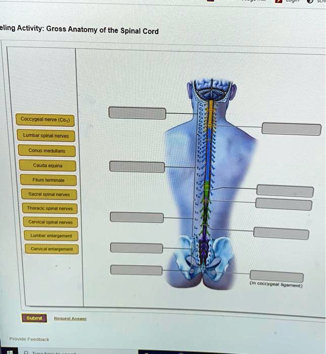 Solved Spelling Activity Gross Anatomy Of The Spinal Cord Coccygeal