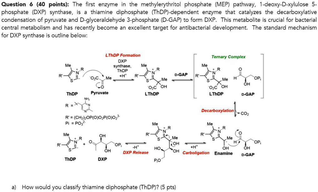 SOLVED Question 6 40 Points The First Enzyme In The