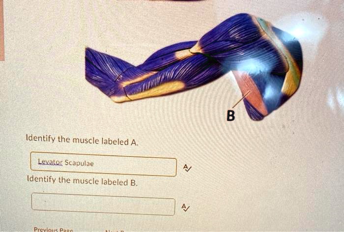 Solved Identify The Muscle Labeled B Identify The Muscle Labeled A