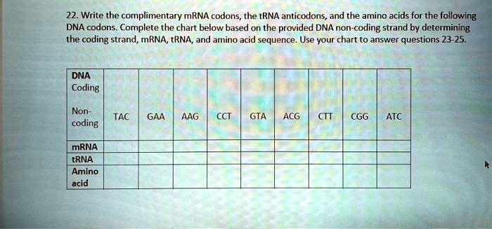 SOLVED 22 Write The Complimentary MRNA Codons The TRNA Anticodons