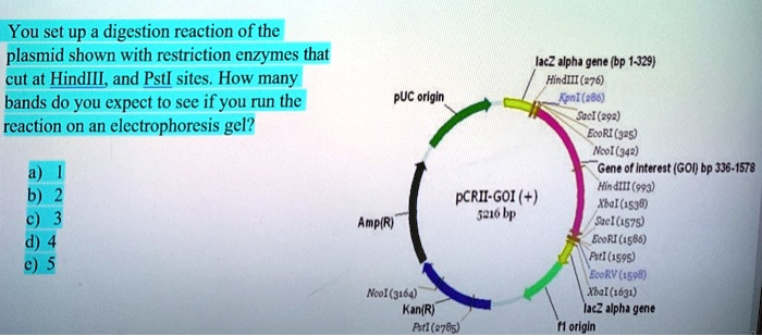 Solved You Set Up Digestion Reaction Of The Plasmid Shown With