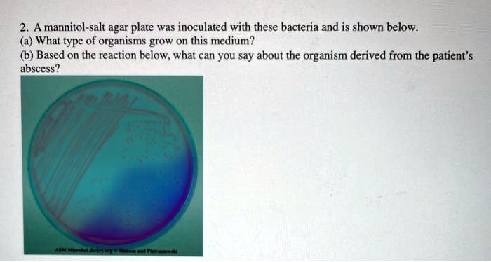 Solved A Mannitol Salt Agar Plate Was Inoculated With These Bacteria