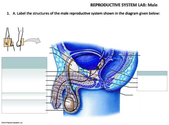 Solved Reproductive System Lab Male A Label The Structures Of The