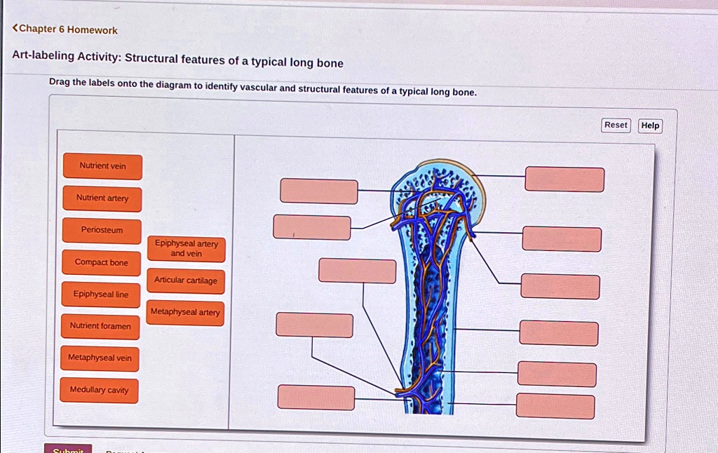 Structural Features Of A Typical Long Bone