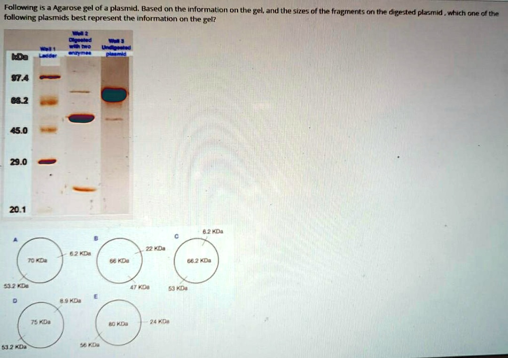 SOLVED Following Is An Agarose Gel Image Of A Plasmid Based On The