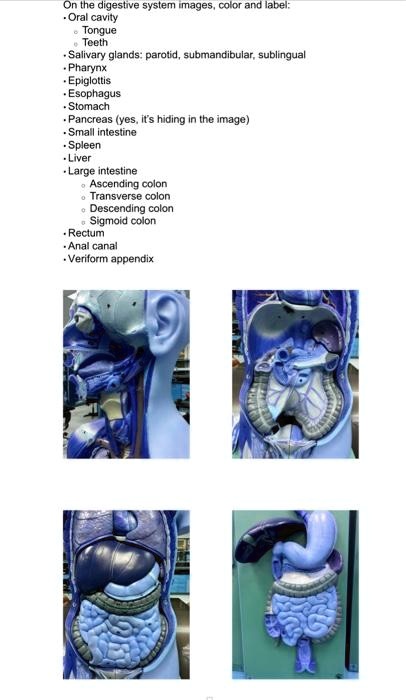 SOLVED View The Digestive Organs And Their Gross Structural Features