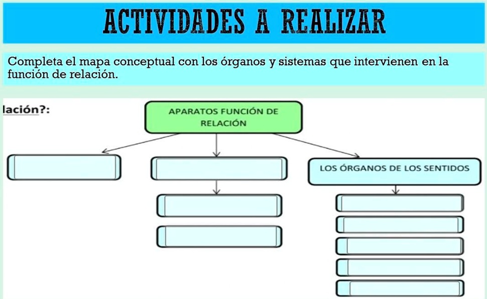 SOLVED completa el mapa conceptual con los órganos y el sistema que