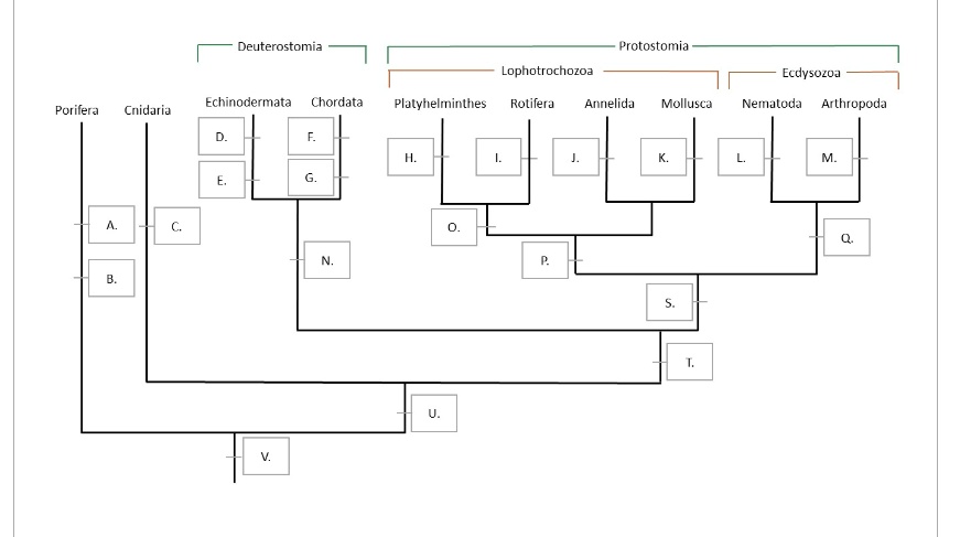 Solved Fill In The Synapomorphies To Separate Out The Groups Shown On