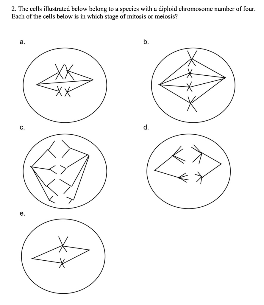 Solved The Cells Illustrated Below Belong To A Species With A