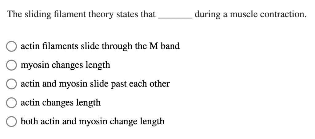 Solved The Sliding Filament Theory States That During A Muscle