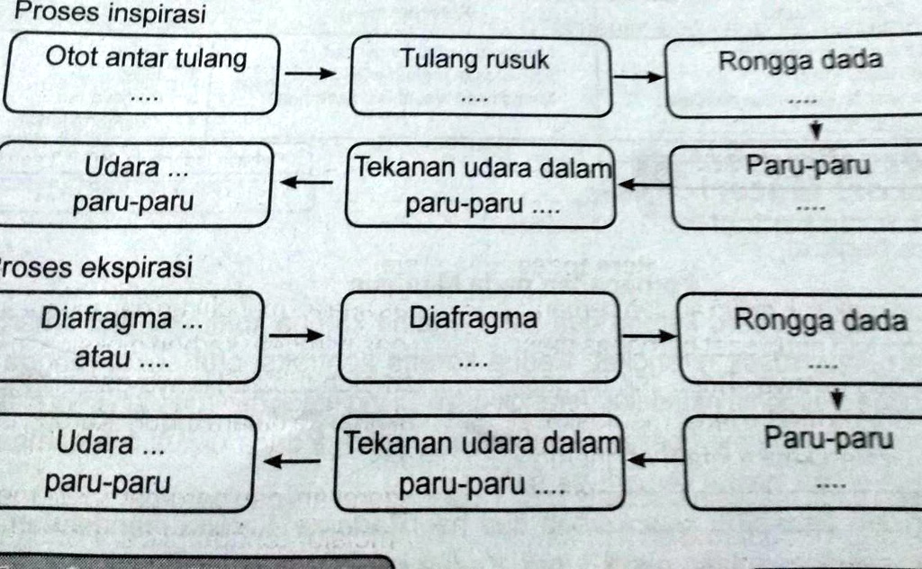 SOLVED Tolong Di Jawab Y Kak Proses Inspirasi Otot Antar Tulang Tulang