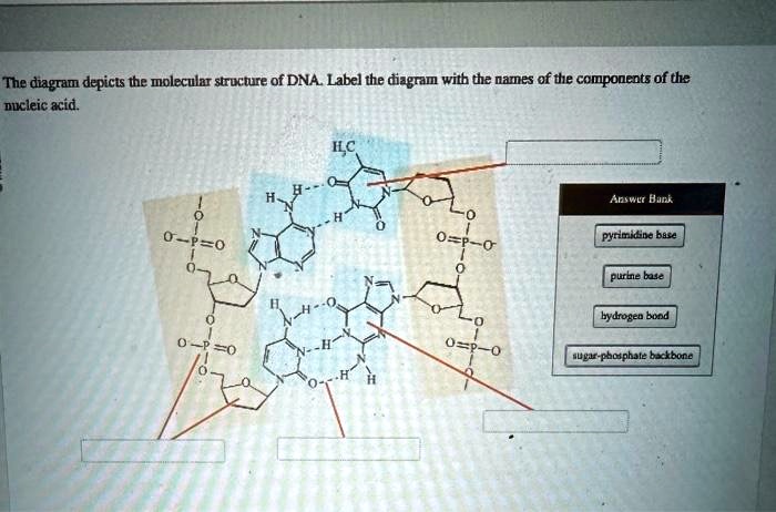 SOLVED The Diagram Depicts The Molecular Structure Of DNA Label The