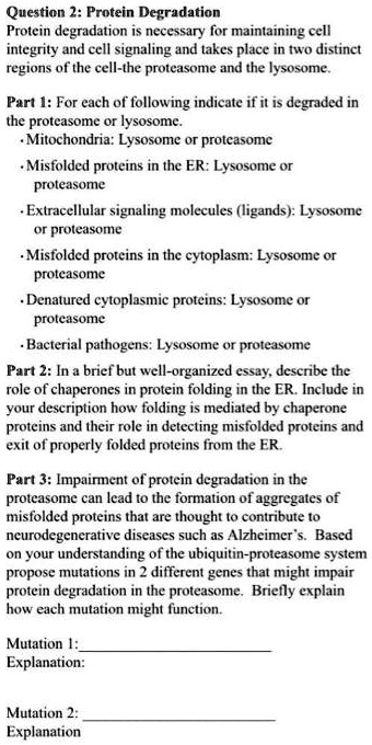 Solved Question Protein Degradation Protein Degradation Necessary