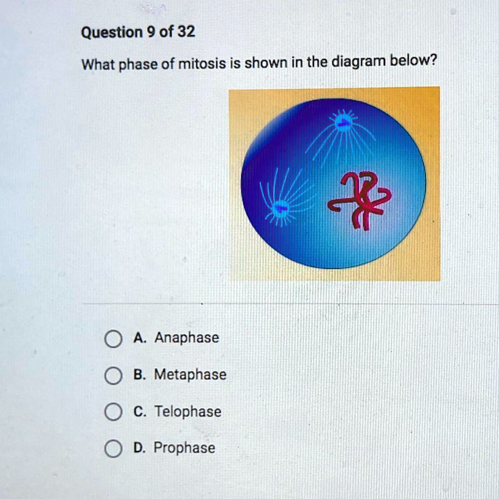 Solved What Phase Of Mitosis Is Shown In The Diagram Below Question