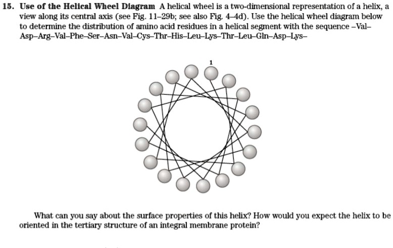 Solved Use Of The Helical Wheel Diagram A Helical Wheel Is A Two