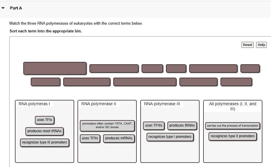 SOLVED Texts Part A Match The Three RNA Polymerases Of Eukaryotes