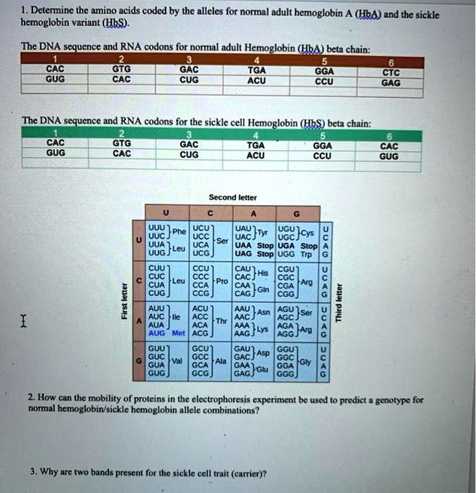 Solved Determine The Amino Acids Coded By The Alleles For Normal Adult