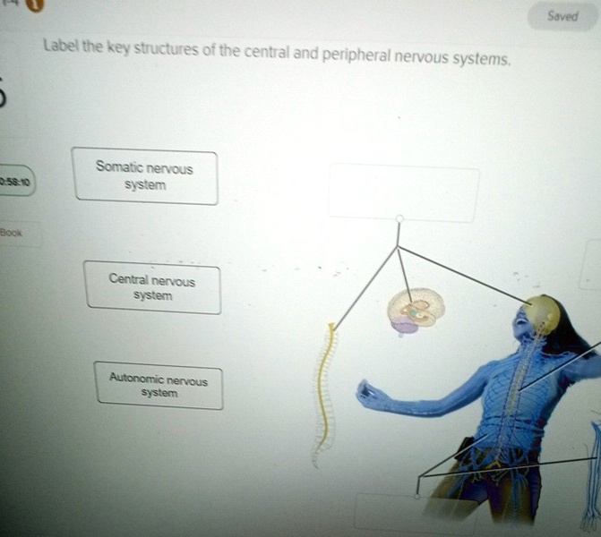 Label The Key Structures Of The Central And Peripheral Nervous Systems