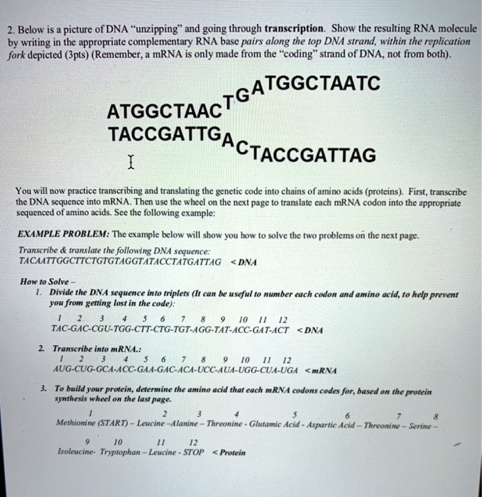 SOLVED Below Is A Picture Of DNA Unzipping And Going Through