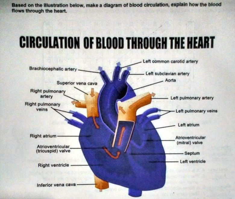 SOLVED Based On The Illustration Below Make A Diagram Of Blood