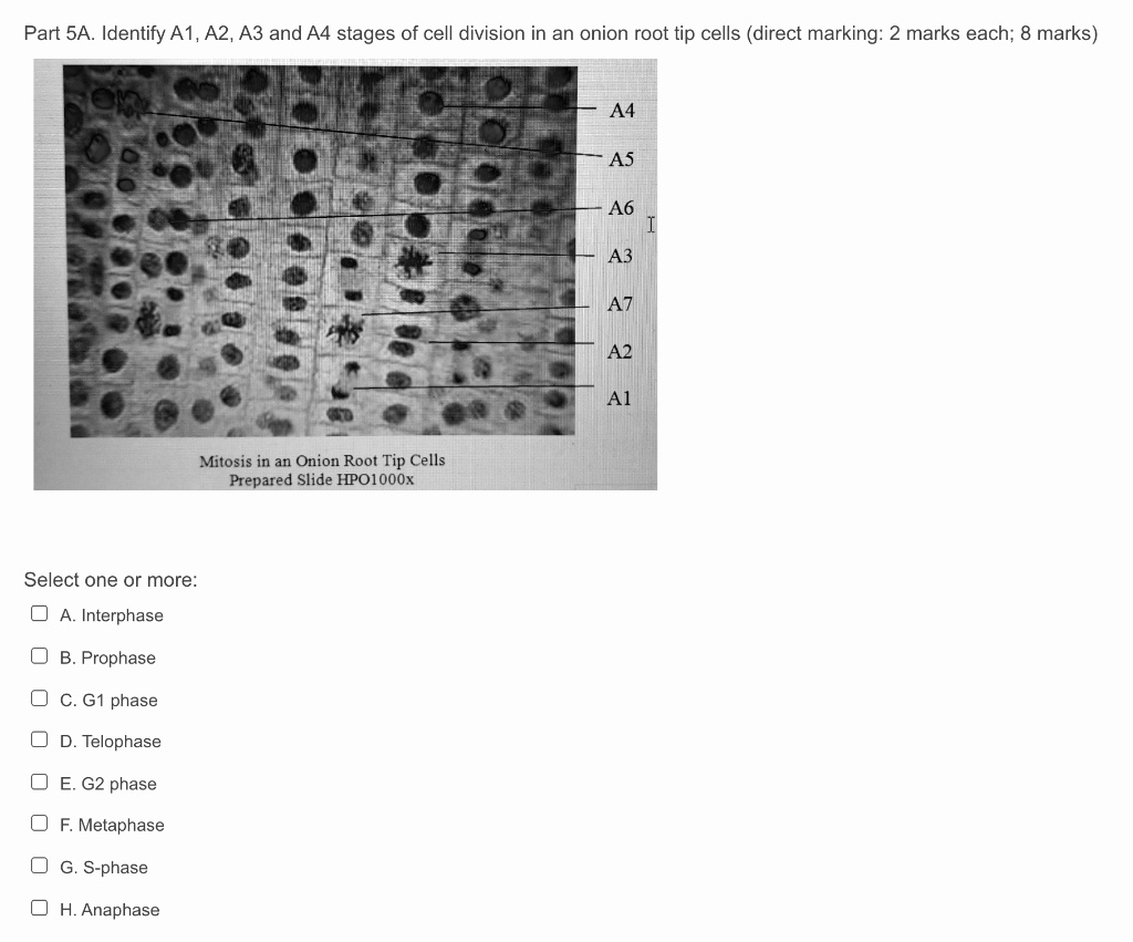 SOLVED Part 5A Identify A1 A2 A3 And A4 Stages Of Cell Division In