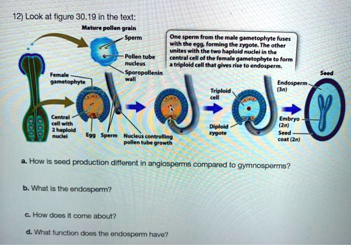 SOLVED 12 Look At Figure 30 19 In The Text Mature Pollen Grain Sperm