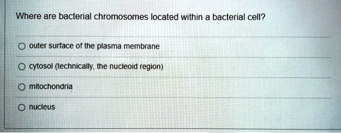 SOLVED Where Are Bacterial Chromosomes Located Within A Bacterial Cell