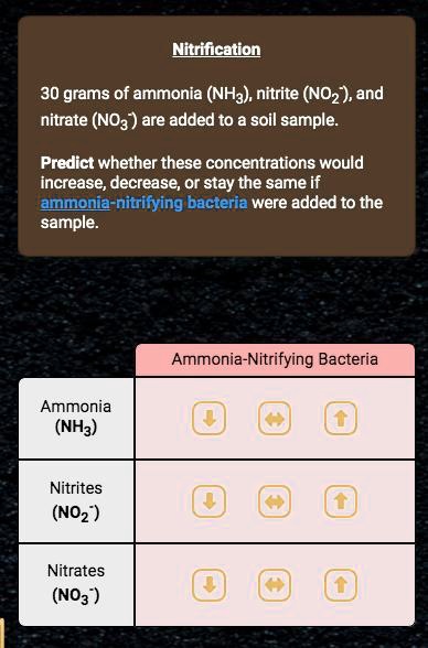 Nitrification Grams Of Ammonia Nh Nitrite No And Nitrate