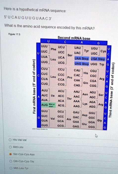 Solved Here Is A Hypothetical Mrna Sequence U Cauguug Uaac What