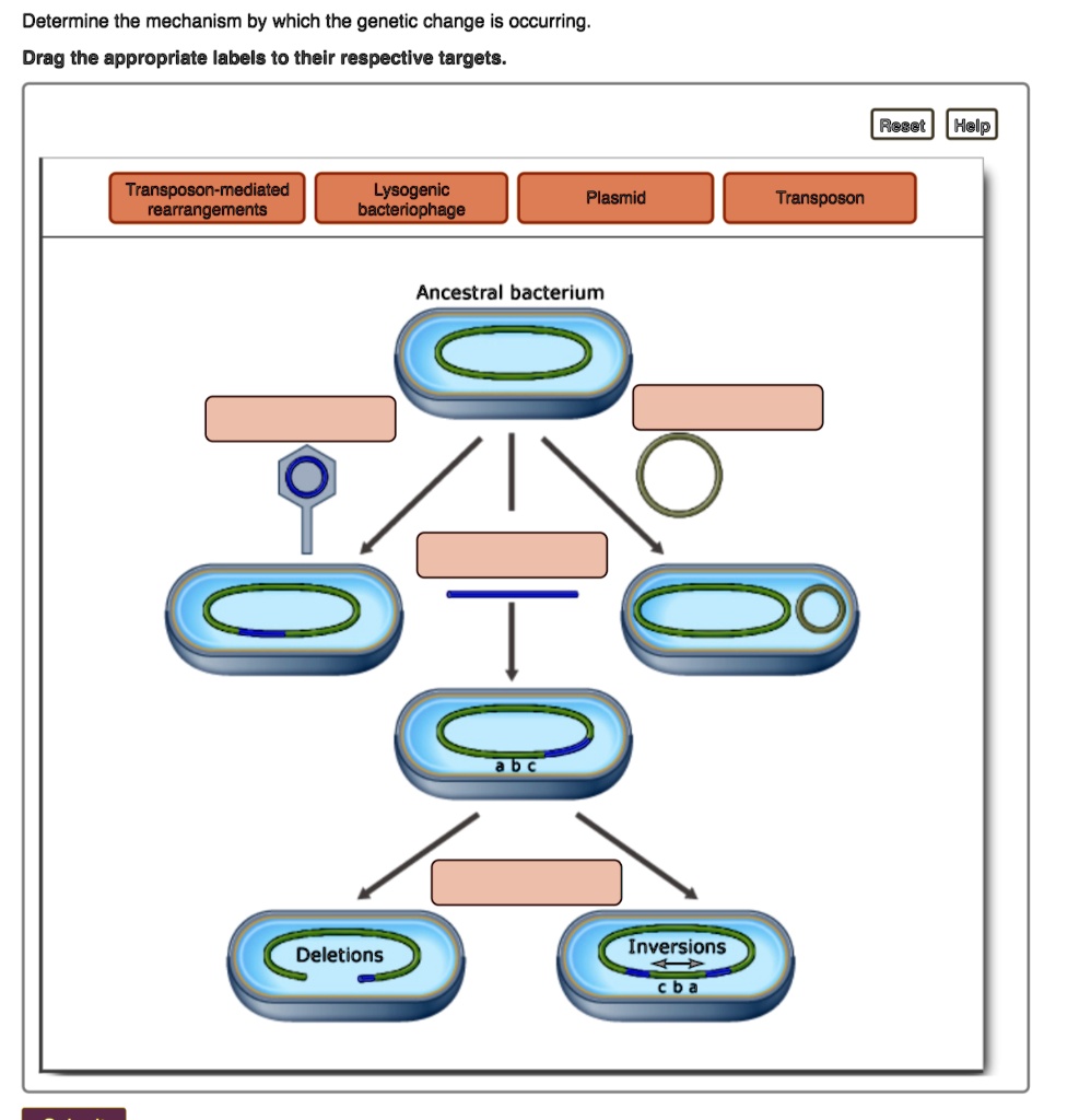 SOLVED Determine The Mechanism By Which The Genetic Change Is