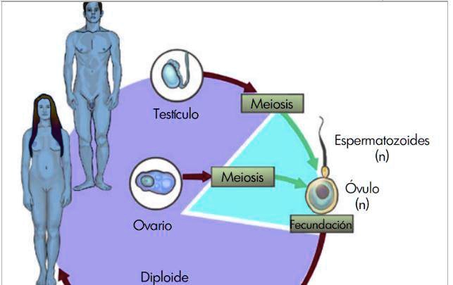 Solved Observa La Siguiente Imagen Y Explica Lo Que Sucede Meiosis